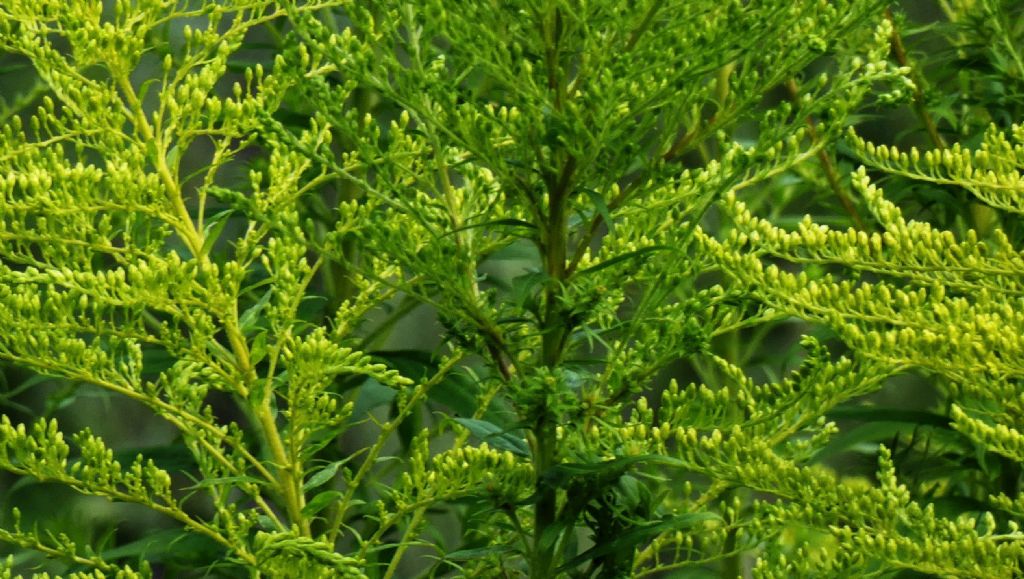 Solidago canadensis   (Asteraceae)