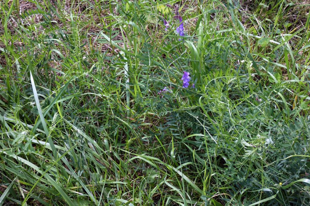 Fabaceae. Vicia incana?... Vicia gr. cracca