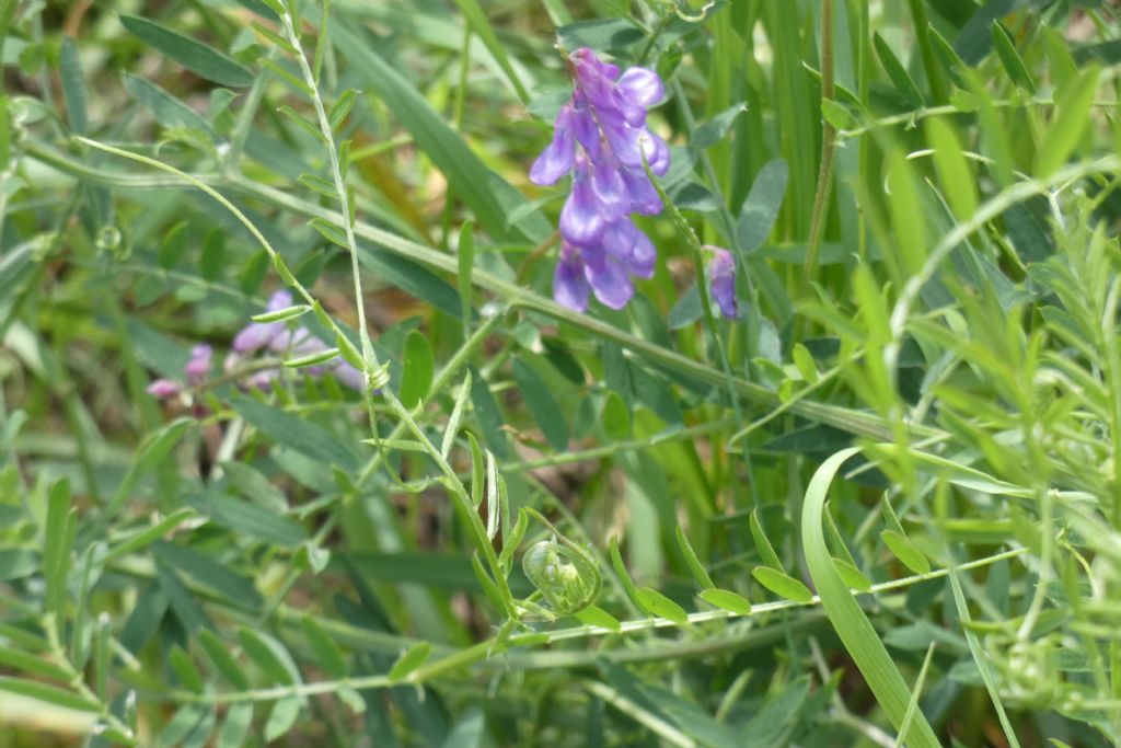 Fabaceae. Vicia incana?... Vicia gr. cracca