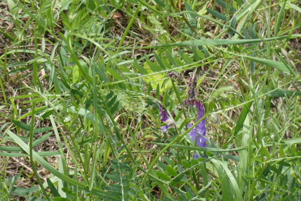 Fabaceae. Vicia incana?... Vicia gr. cracca