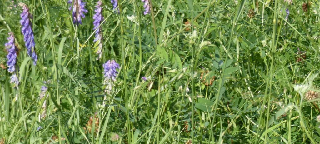 Fabaceae. Vicia incana?... Vicia gr. cracca