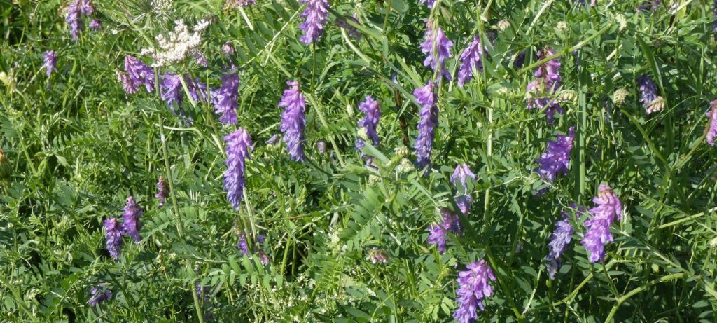 Fabaceae. Vicia incana?... Vicia gr. cracca