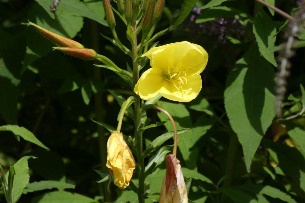 Onagraceae:  Oenothera glazioviana
