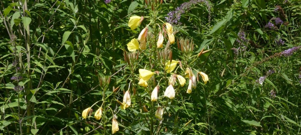 Onagraceae:  Oenothera glazioviana