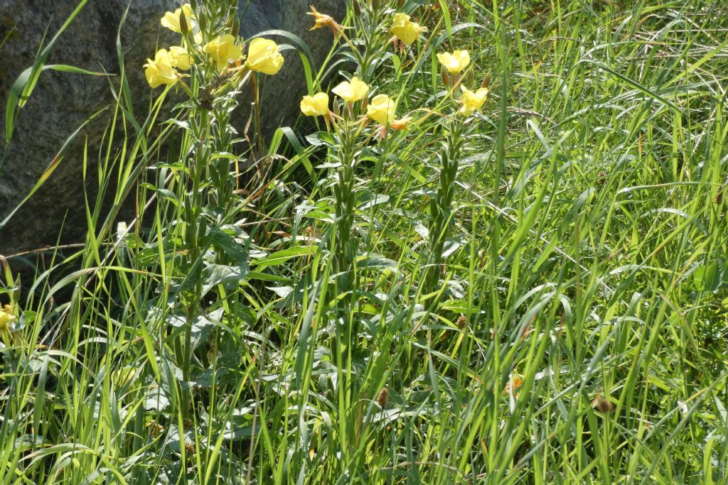 Onagraceae:  Oenothera glazioviana