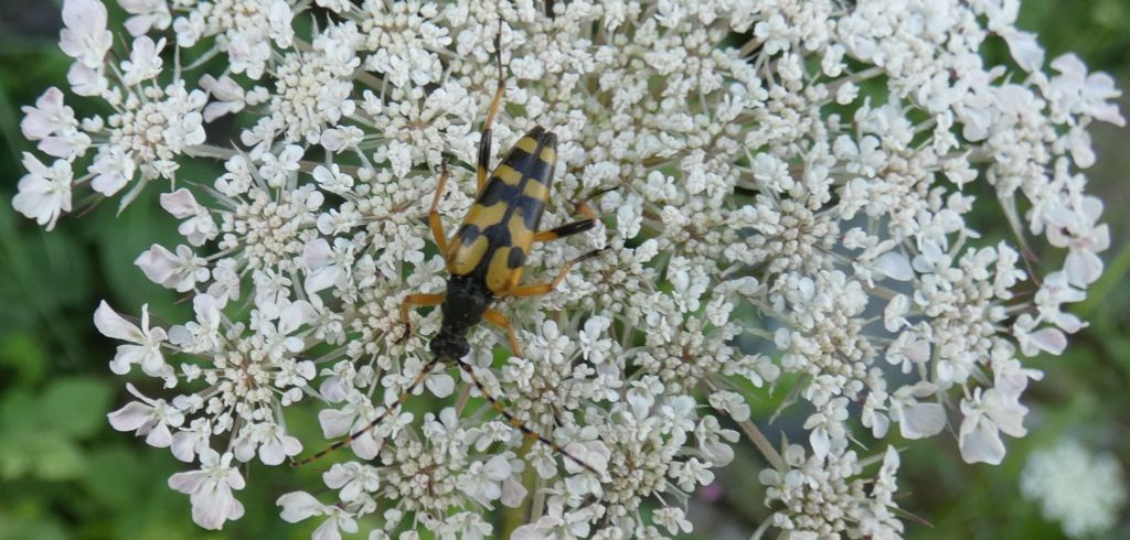 Cerambycidae: Rutpela maculata?