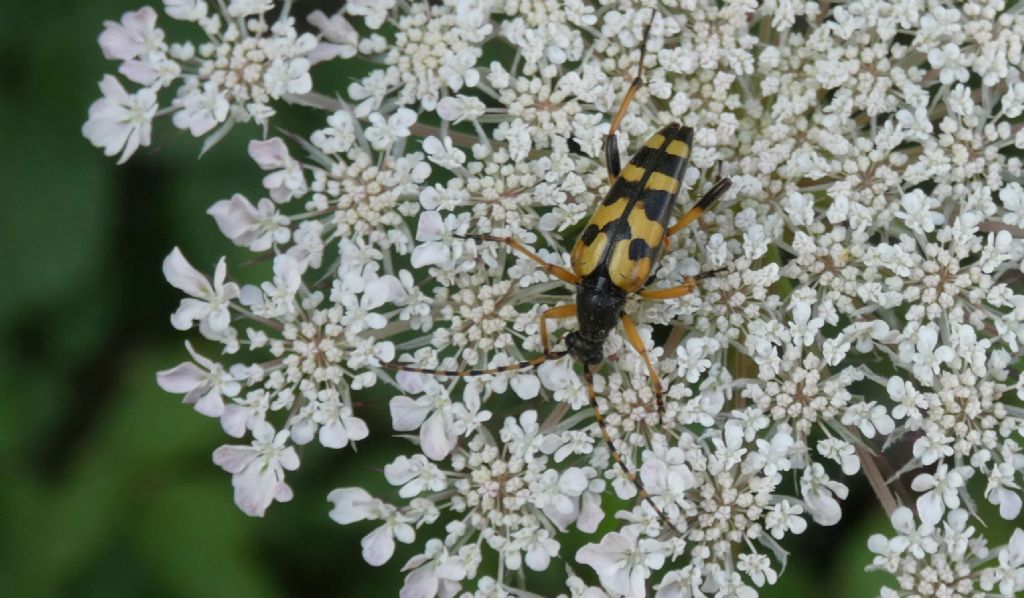Cerambycidae: Rutpela maculata?