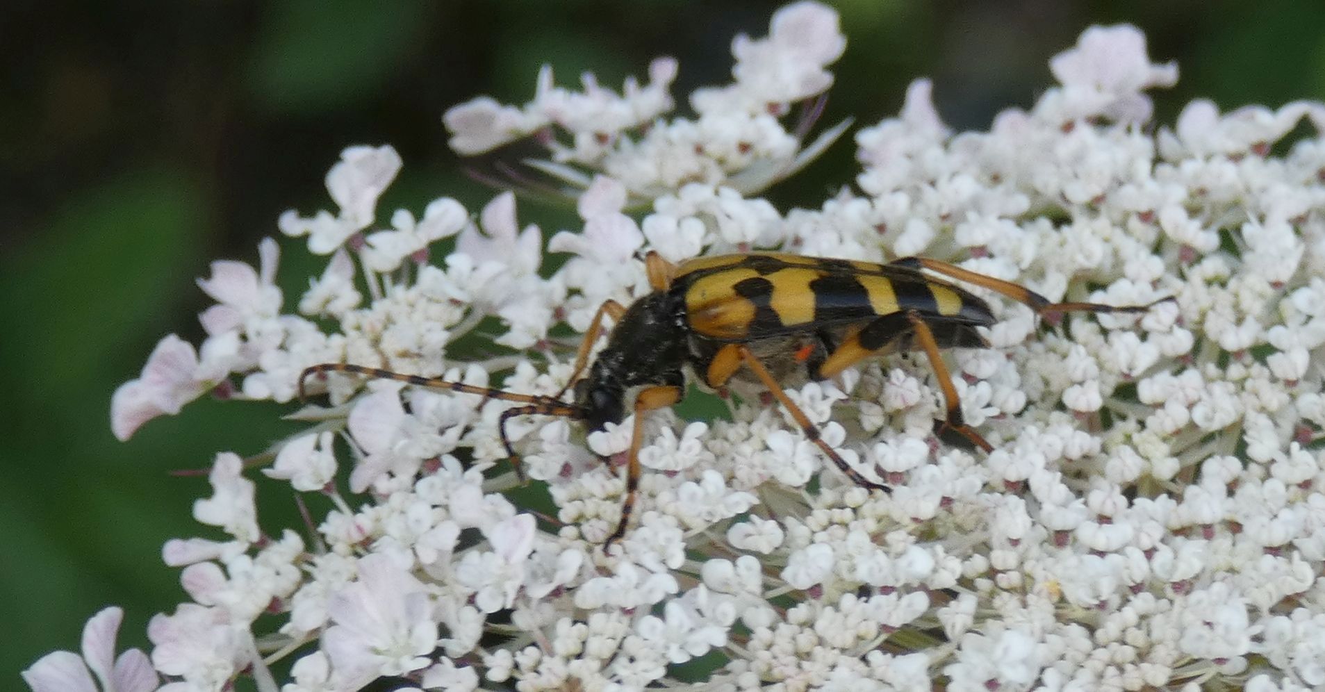 Cerambycidae: Rutpela maculata?