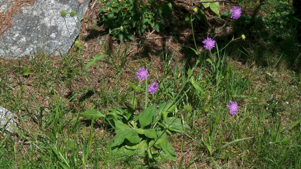 Caprifoliaceae: Knautia drymeja