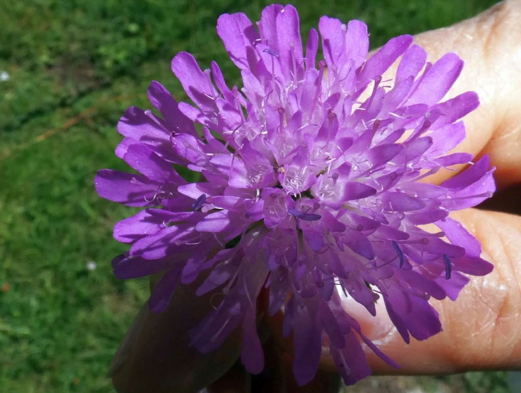 Caprifoliaceae: Knautia drymeja