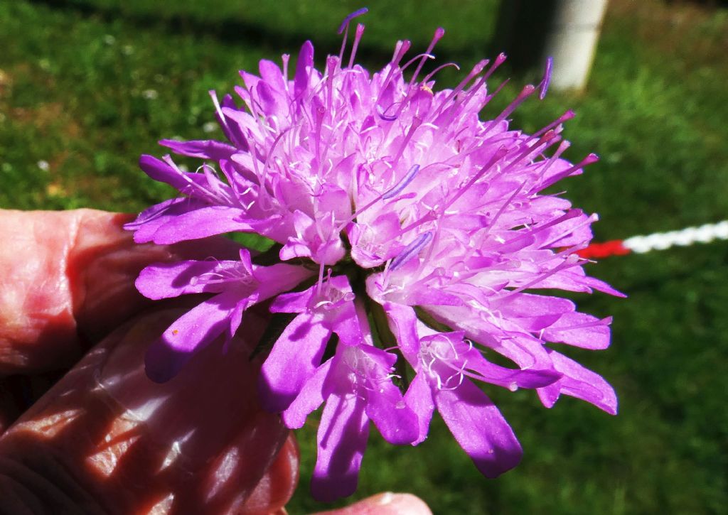 Caprifoliaceae: Knautia drymeja