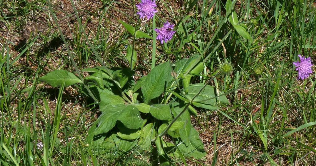 Caprifoliaceae: Knautia drymeja