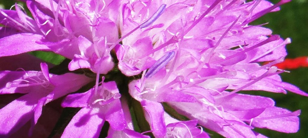 Caprifoliaceae: Knautia drymeja