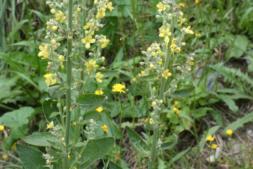 Quale Verbascum? Verbascum lychnitis