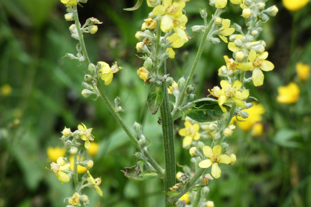 Quale Verbascum? Verbascum lychnitis