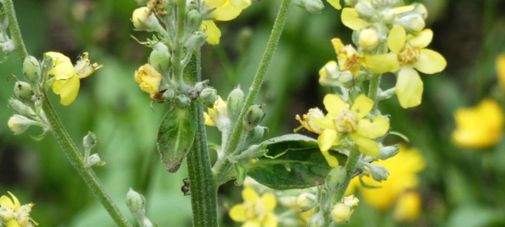 Quale Verbascum? Verbascum lychnitis