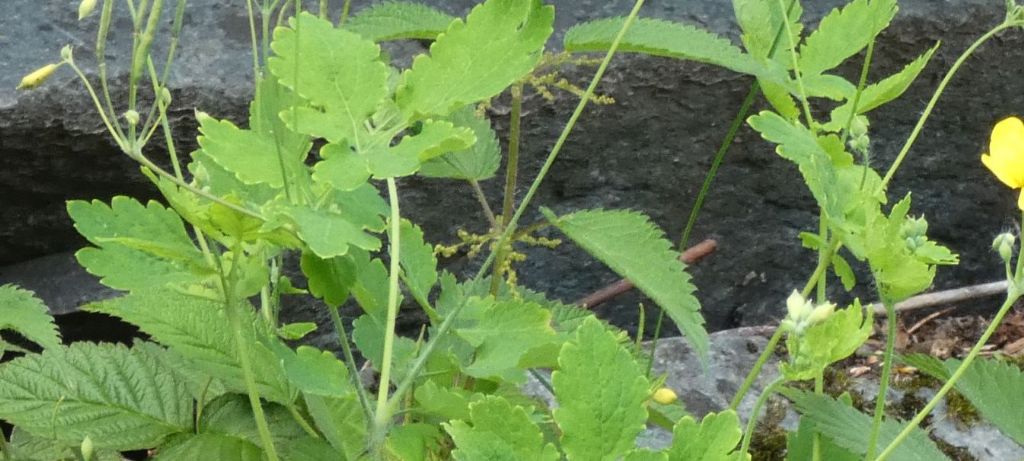 Chelidonium majus (Papaveraceae)? S