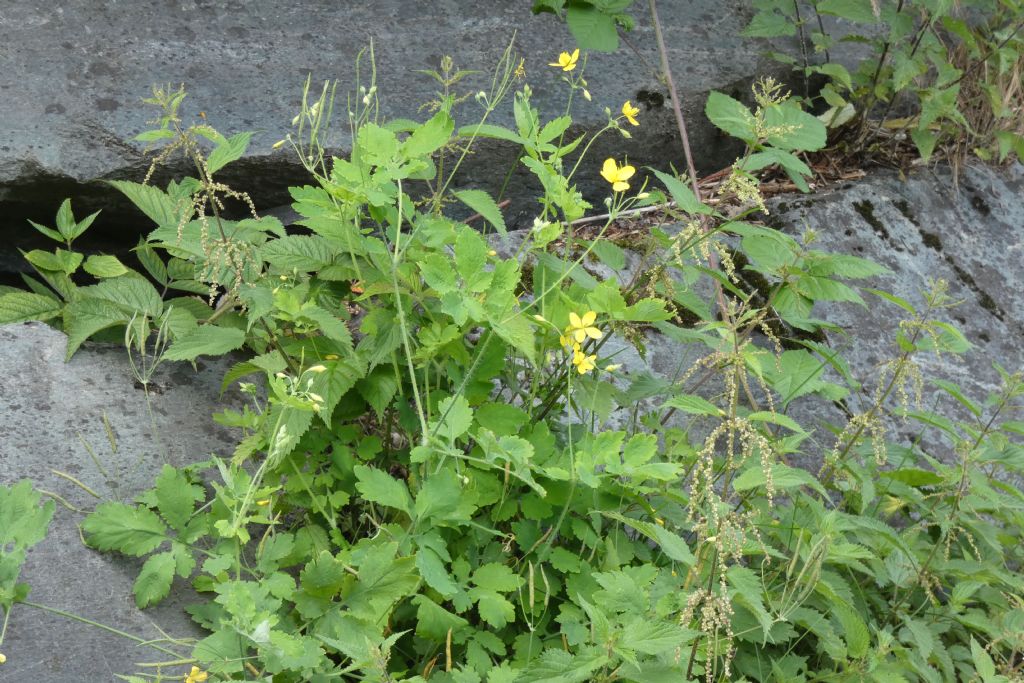 Chelidonium majus (Papaveraceae)? S
