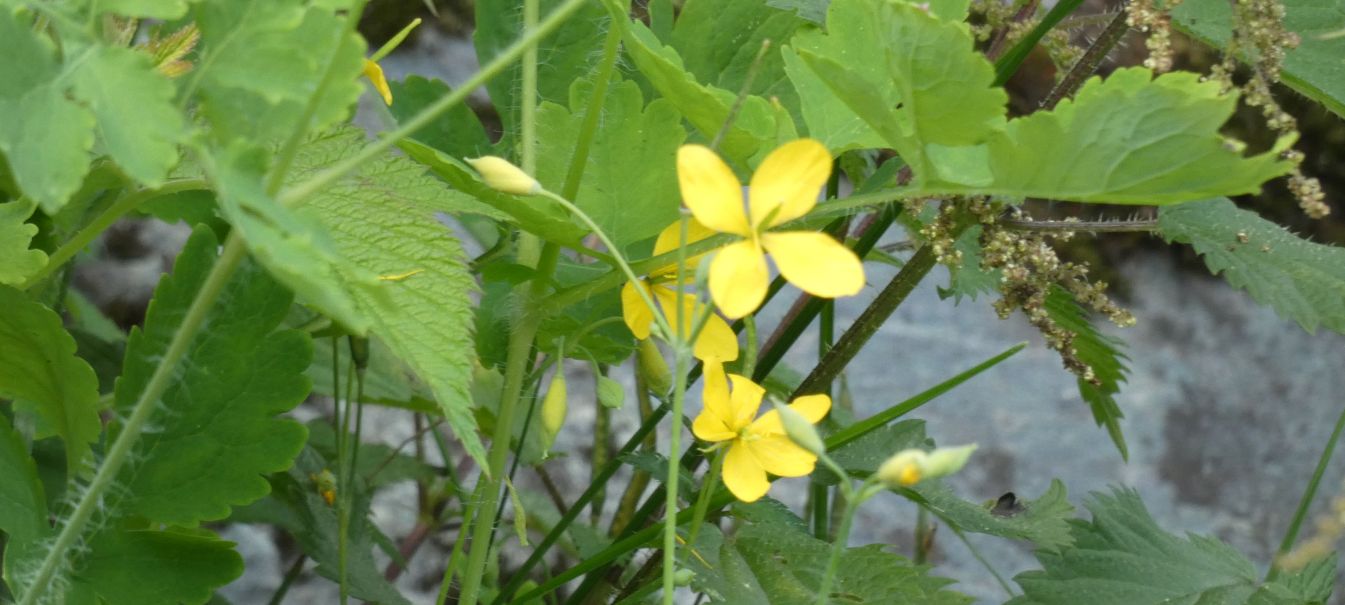 Chelidonium majus (Papaveraceae)? S