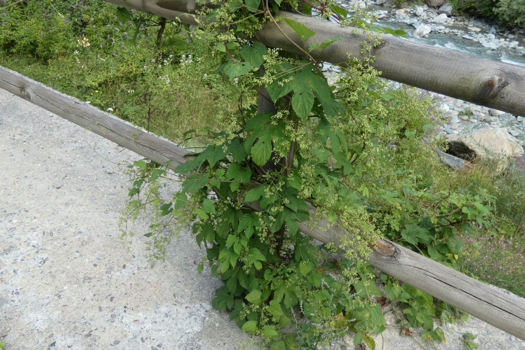 Luppolo / Humulus lupulus (Cannabaceae)