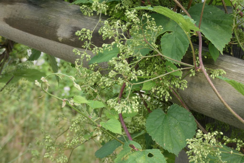 Luppolo / Humulus lupulus (Cannabaceae)