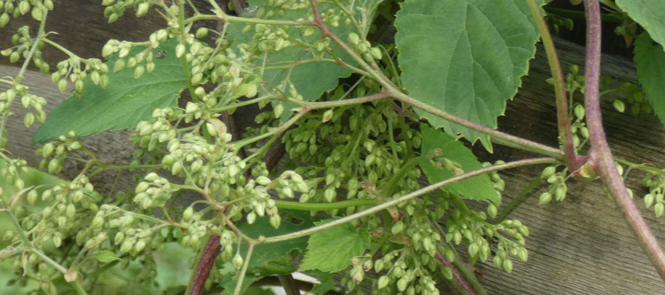 Luppolo / Humulus lupulus (Cannabaceae)