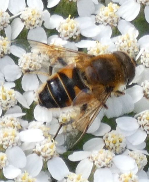 Syrphidae: Eristalis tenax? ...Eristalis sp., maschio