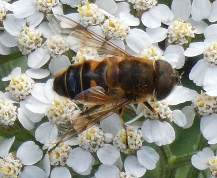 Syrphidae: Eristalis tenax? ...Eristalis sp., maschio