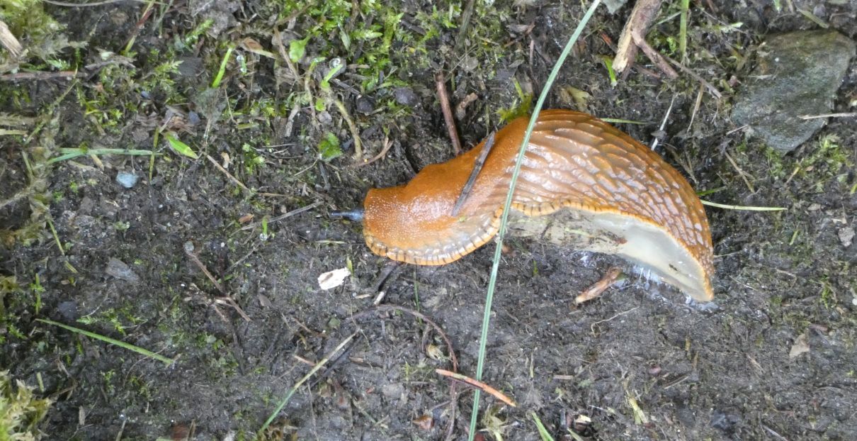 Arion cfr. vulgaris (Arionidae)
