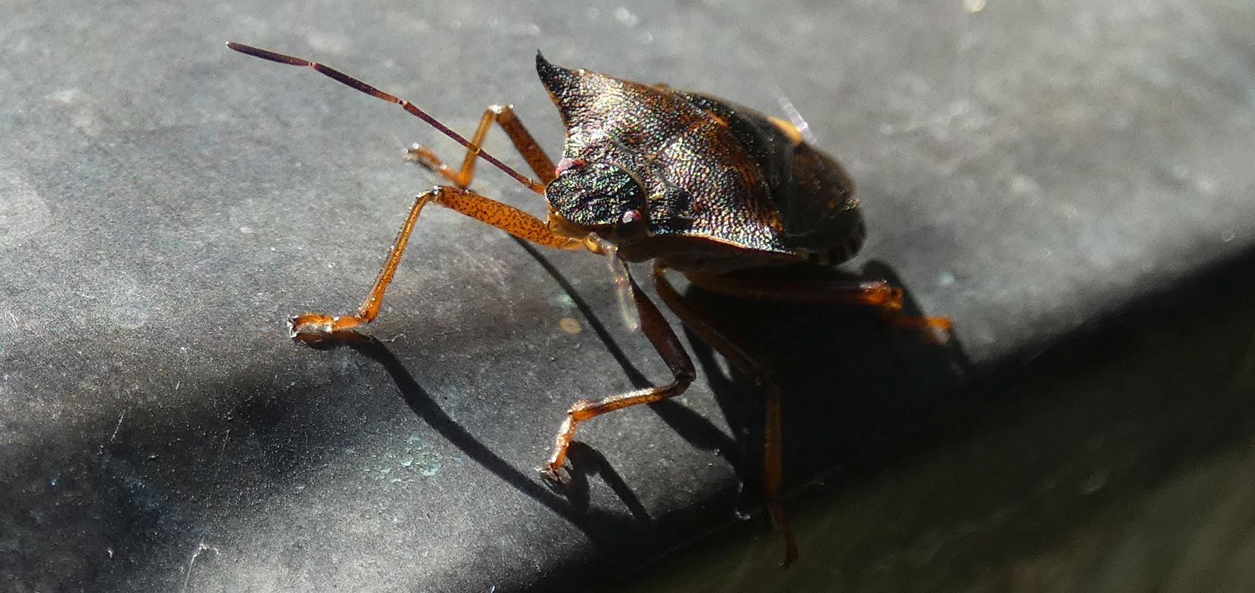 Pentatomidae: Pentatoma rufipes