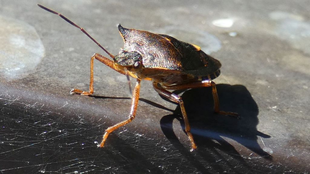 Pentatomidae: Pentatoma rufipes