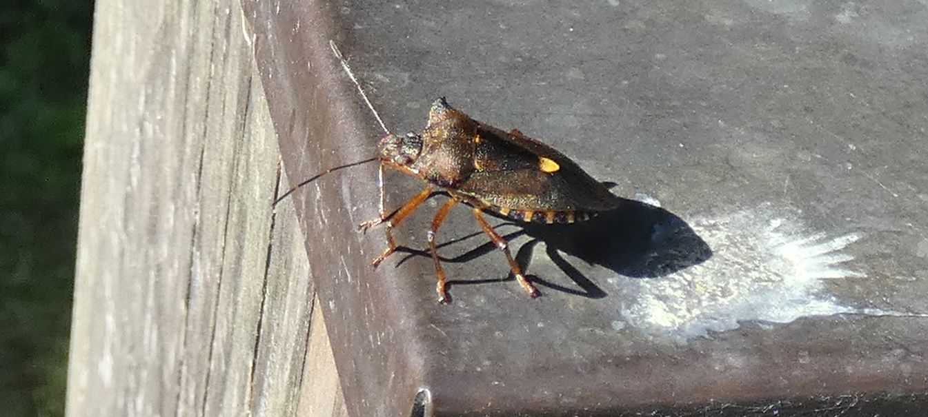 Pentatomidae: Pentatoma rufipes