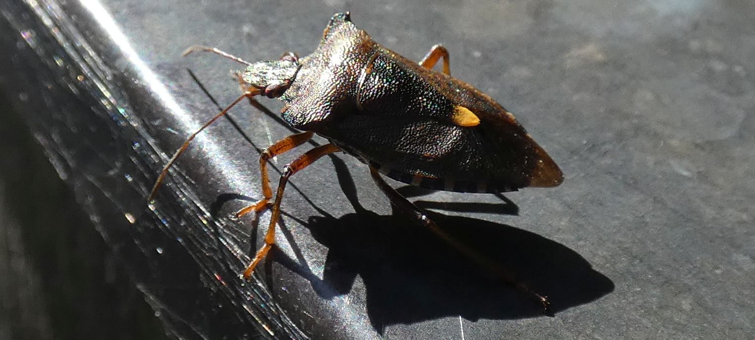 Pentatomidae: Pentatoma rufipes