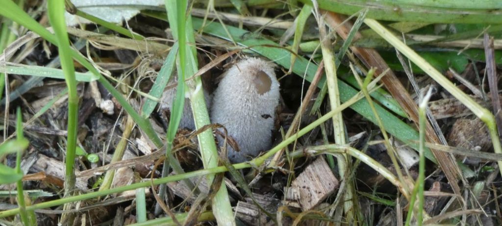 Coprinus sp.