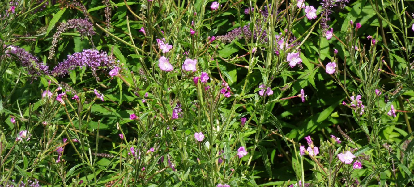 Epilobium....?  Epilobium hirsutum