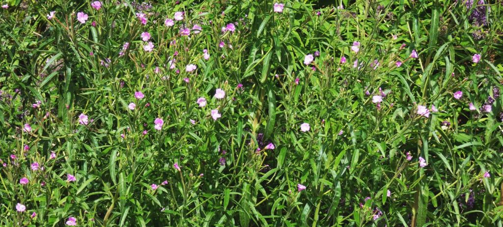 Epilobium....?  Epilobium hirsutum