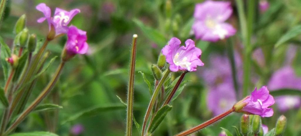 Epilobium....?  Epilobium hirsutum
