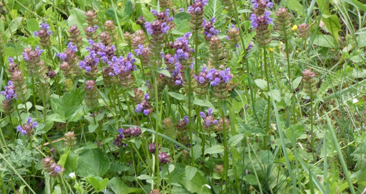 Lamiaceae:  Prunella..? Prunella vulgaris