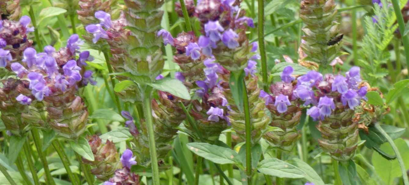 Lamiaceae:  Prunella..? Prunella vulgaris