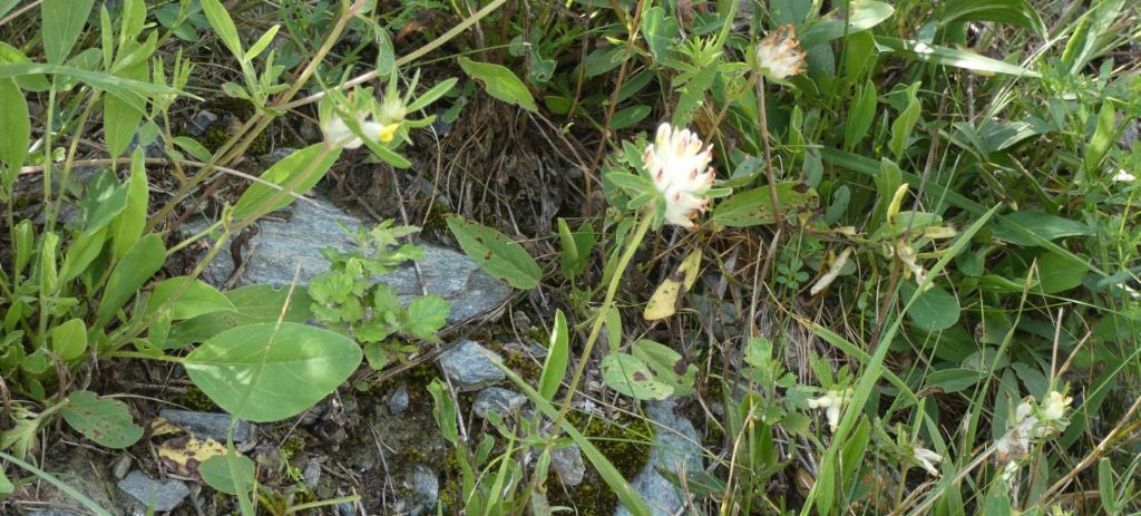 Anthyllis vulneraria..... Anthyllis gr. vulneraria