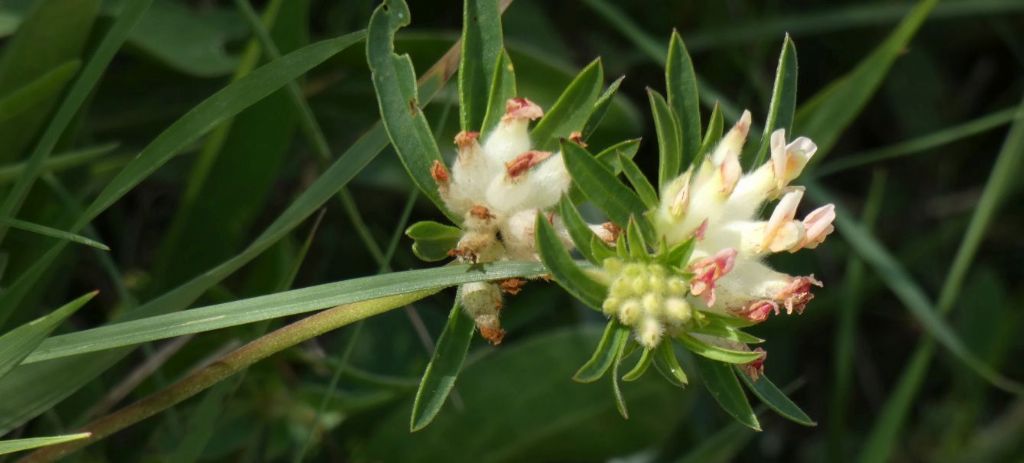 Anthyllis vulneraria..... Anthyllis gr. vulneraria