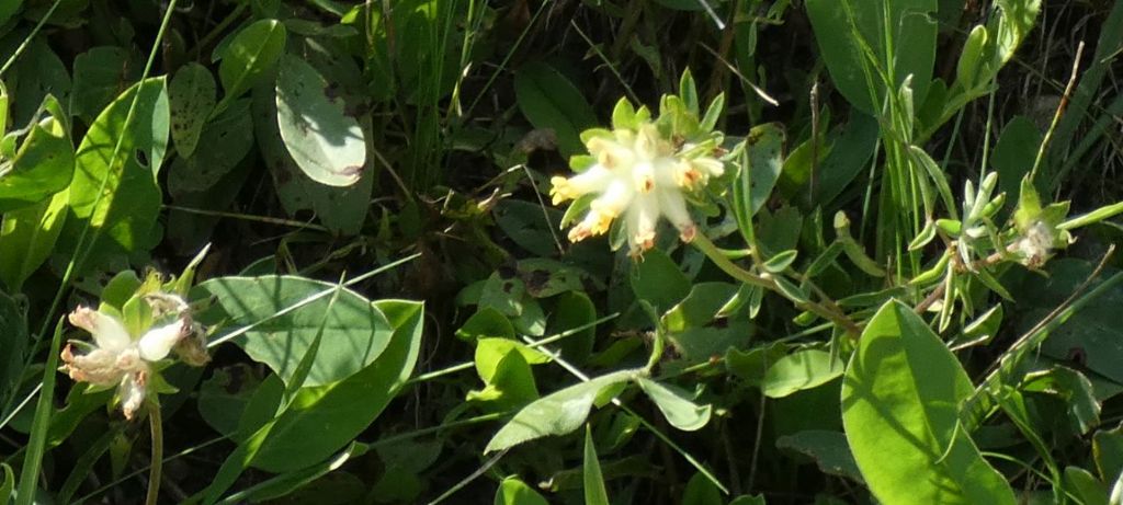 Anthyllis vulneraria..... Anthyllis gr. vulneraria