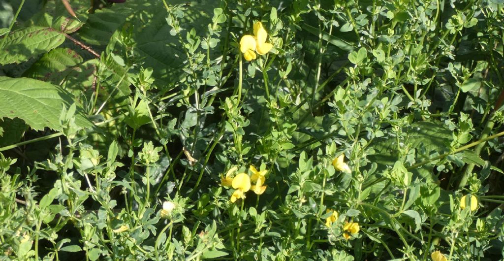 Fabacea:  Lotus corniculatus