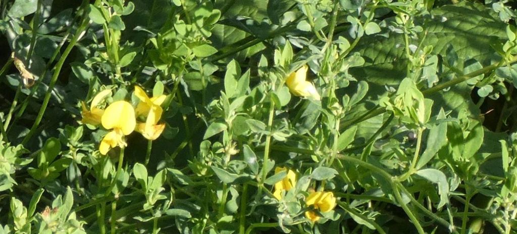 Fabacea:  Lotus corniculatus