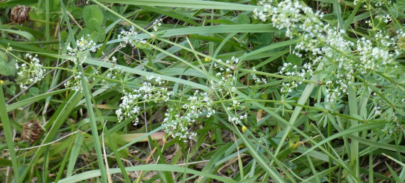 Rubiaceae: Quale Galium?  Galium mollugo