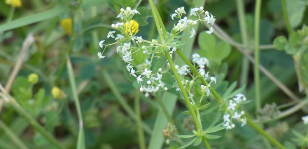 Rubiaceae: Quale Galium?  Galium mollugo