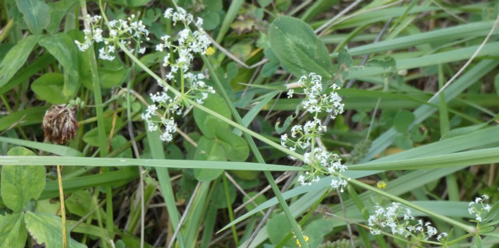 Rubiaceae: Quale Galium?  Galium mollugo