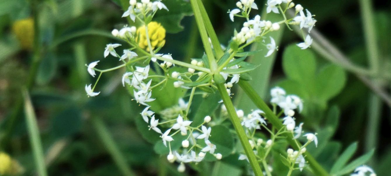 Rubiaceae: Quale Galium?  Galium mollugo