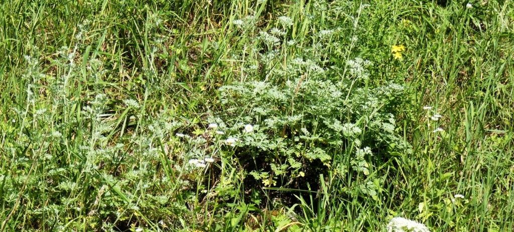 Artemisia absinthium (Asteraceae)