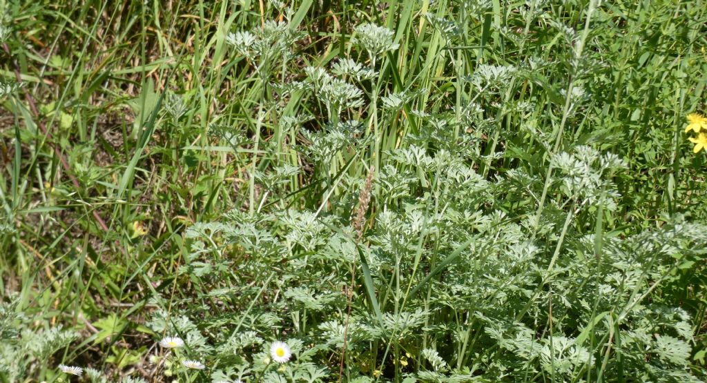 Artemisia absinthium (Asteraceae)